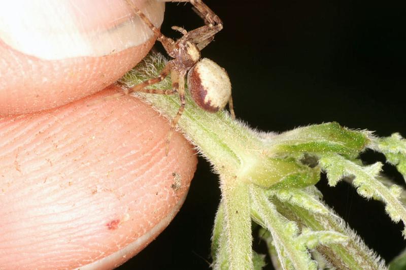 Philodromus_aureolus_D4894_Z_88_Les Gris_Frankrijk.jpg